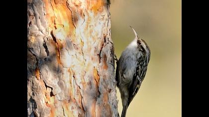 Bahçe tırmaşıkkuşu