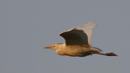 Sığır balıkçılı