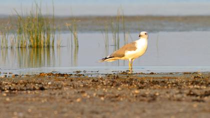 Armenian Gull