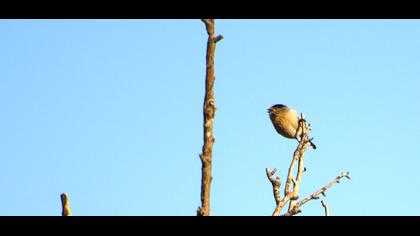 Uzunkuyruklu baştankara