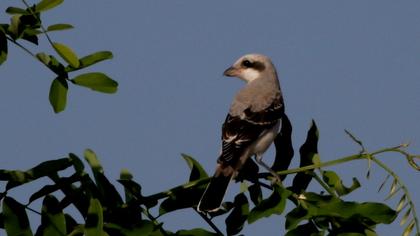 Karaalınlı örümcekkuşu