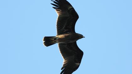 Büyük orman kartalı