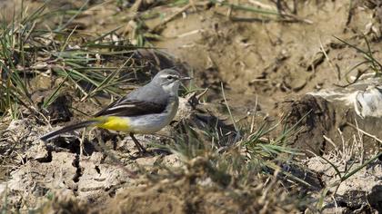 Dağ kuyruksallayanı