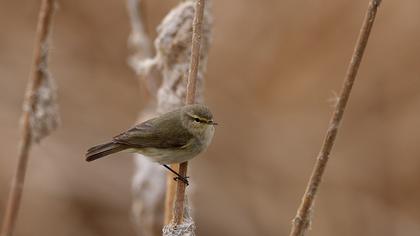 Common Chiffchaff
