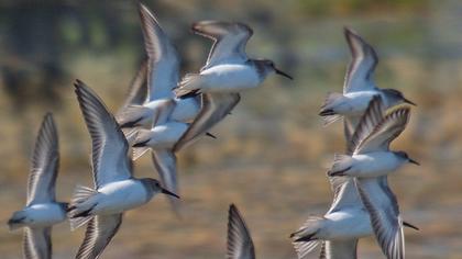 Karakarınlı kumkuşu