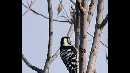 Küçük ağaçkakan