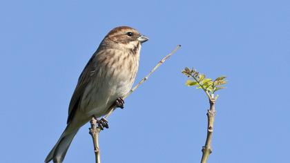 Bataklık Kirazkuşu