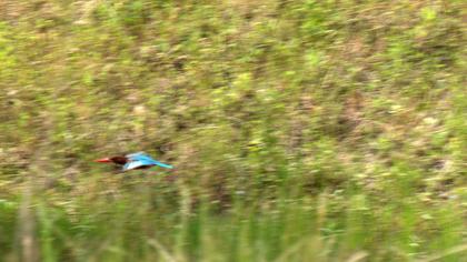 İzmir yalıçapkını