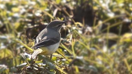 Dağ kuyruksallayanı