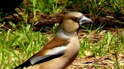 Hawfinch