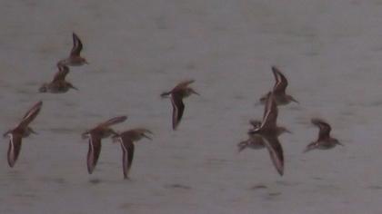 Karakarınlı kumkuşu