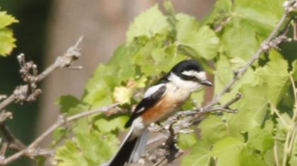 Maskeli örümcekkuşu