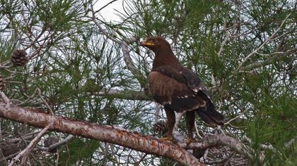 Küçük orman kartalı