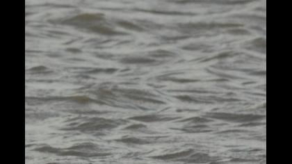 Karaboyunlu batağan