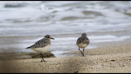 Grey Plover