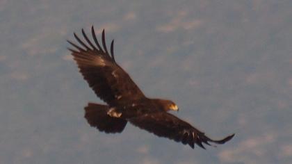 Büyük orman kartalı