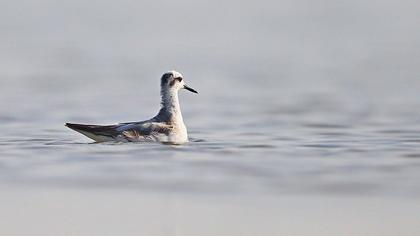 Kızıl denizdüdükçünü
