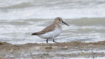Karakarınlı kumkuşu