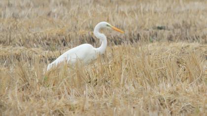 Büyük ak balıkçıl