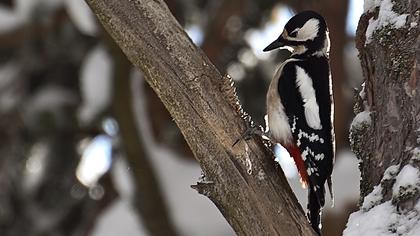 Orman alaca ağaçkakanı