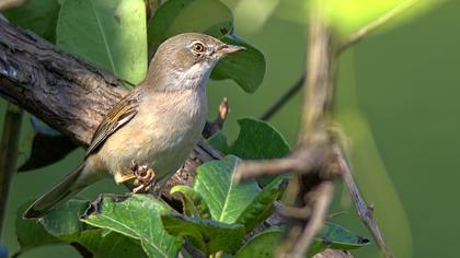 Akgerdanlı ötleğen