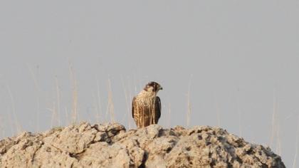 Peregrine Falcon