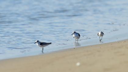 Sanderling
