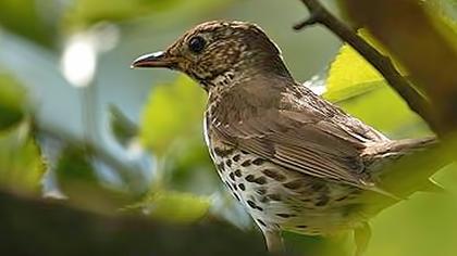 Song Thrush