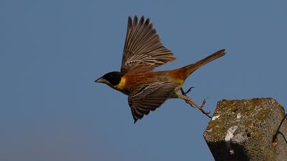 Karabaşlı kirazkuşu