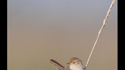 Dikkuyruklu ötleğen