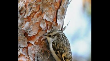 Orman tırmaşıkkuşu