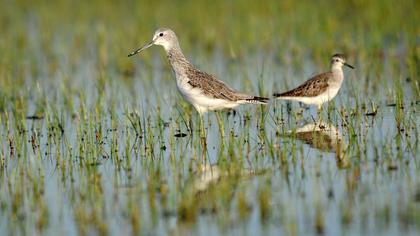 Orman düdükçünü