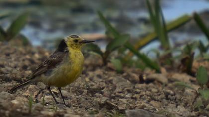 Sarıbaşlı kuyruksallayan