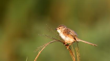 Dikkuyruklu ötleğen