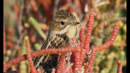 Kızılgerdanlı incirkuşu