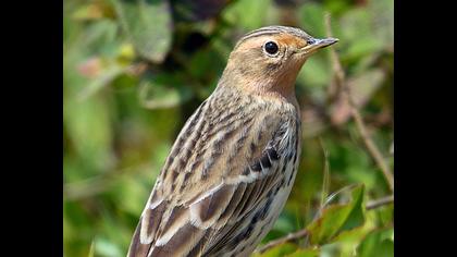 Kızılgerdanlı incirkuşu