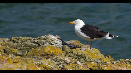 Great Black-backed Gull