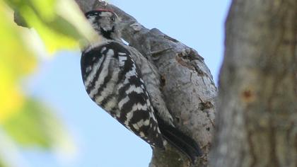 Lesser Spotted Woodpecker