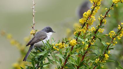 Küçük akgerdanlı ötleğen