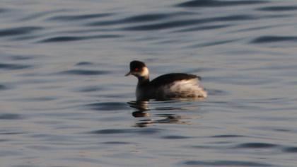 Karaboyunlu batağan