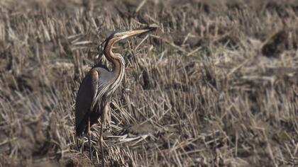 Erguvani balıkçıl