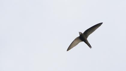 Pallid Swift