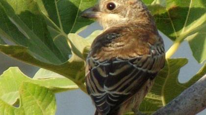 Kızılbaşlı örümcekkuşu