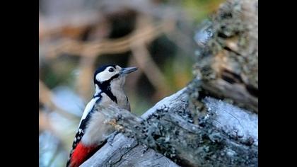 Orman alaca ağaçkakanı