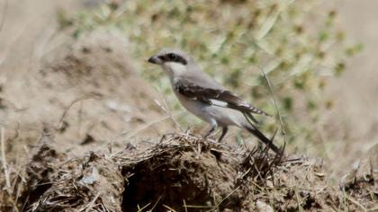 Karaalınlı örümcekkuşu