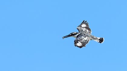 Alaca yalıçapkını