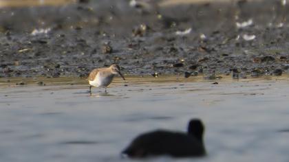 Karakarınlı kumkuşu