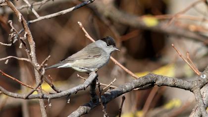 Karabaşlı ötleğen