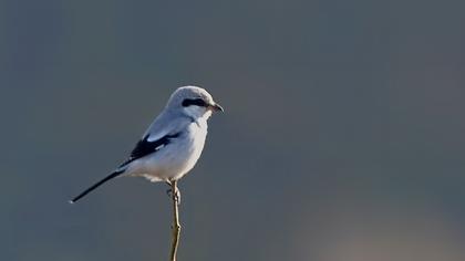 Büyük örümcekkuşu