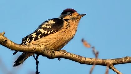 Küçük ağaçkakan